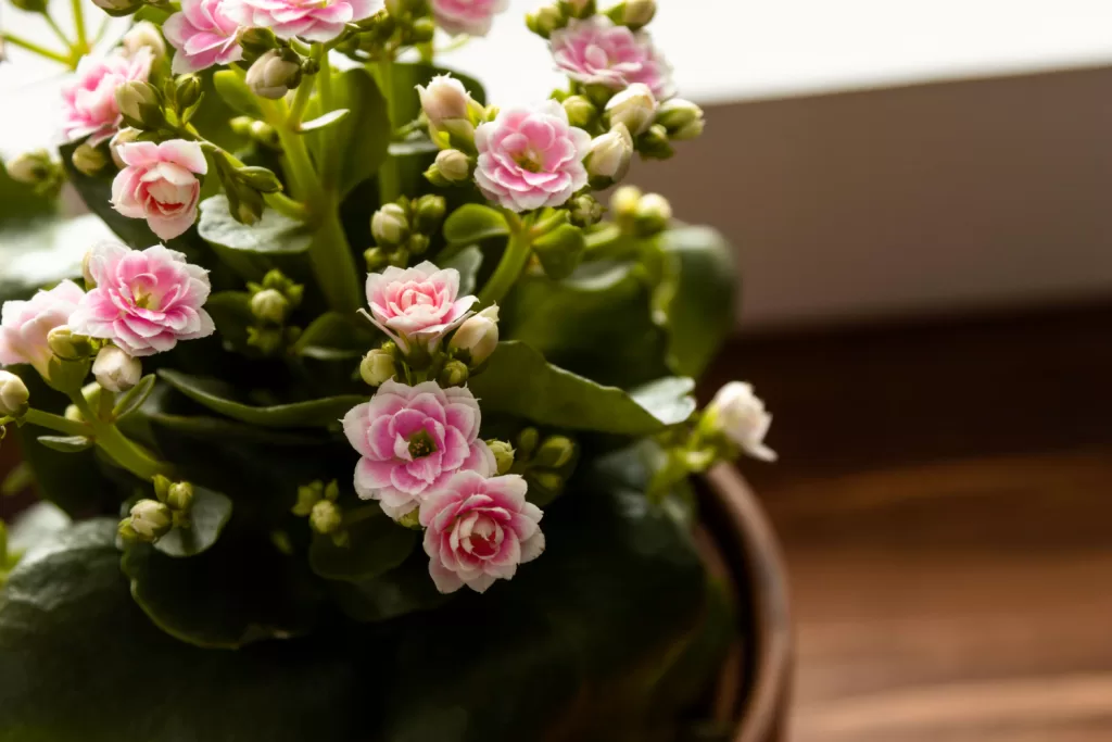 kalanchoe em vaso